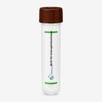 Anti-ht-transglutaminase